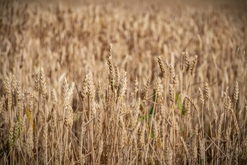 Campo de flores, plantas silvestres y amapolas	