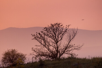 A fallen tree at dusk, with a pink sky