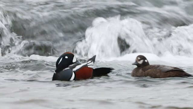 Histrionicus histrionicus. Harlequin Ducks swimming in Laxa river in Iceland