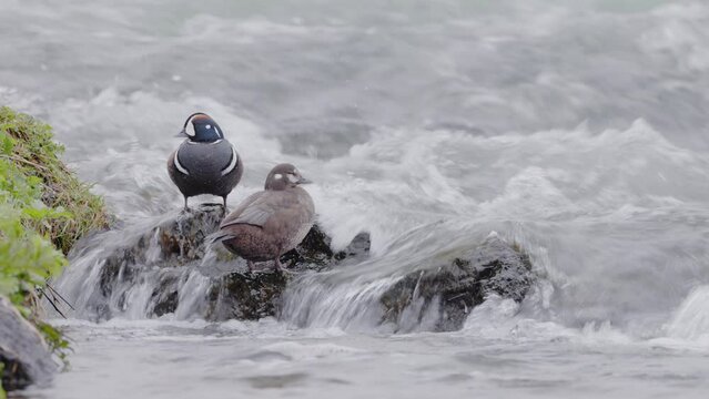 Histrionicus histrionicus. Harlequin Ducks swimming in Laxa river in Iceland