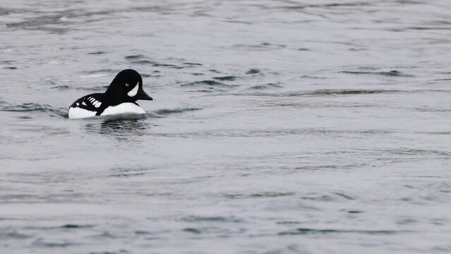 Male Barrows Goldeneye swimming. Bucephala islandica on Laxa river in Northern Iceland