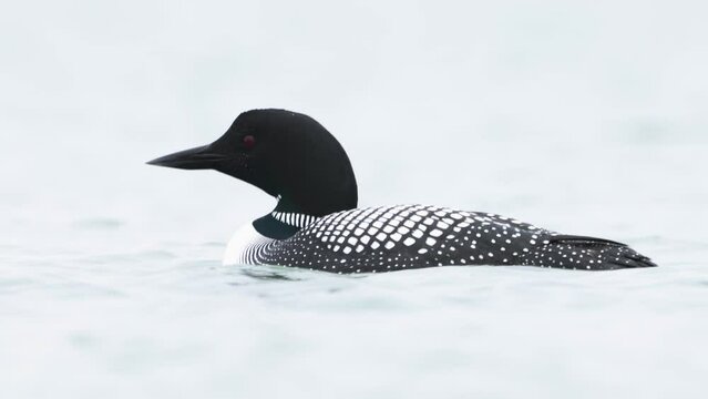 Great Northern Diver Gavia immer swimming. Common loon on lake Myvatn in Iceland close up