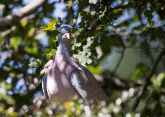 Wood pigeon (Columba palumbus) in Dappled Shade