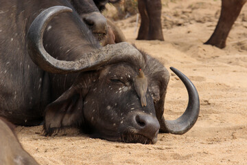 African Buffalo with Red-billed Oxpecker, Kruger National Park, South Africa