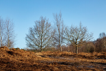 Bare trees and bracken on Chailey Common on a sunny February morning