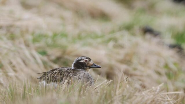Female Long-tailed duck (Clangula hyemalis) resting on the bank of Lake Myvatn in Iceland. Bird on the breeding grounds