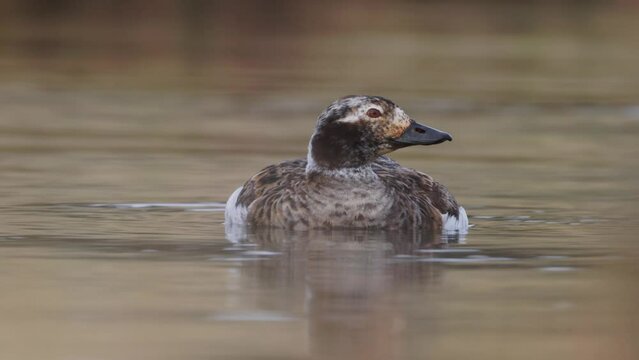 Female Long-tailed duck (Clangula hyemalis) swimming on a bay of Lake Myvatn in Iceland. Bird on the breeding grounds, close up on white background