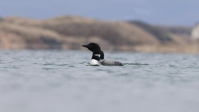 Great Northern Diver Gavia immer pair swimming. Common loon on lake Myvatn in Iceland close up