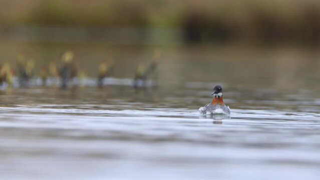 Red-necked phalarope female eating a fly. Phalaropus lobatus in Iceland