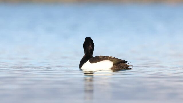 Drake Tufted duck on lake Myvatn in Iceland. Aythya fuligula male in gorgeous light