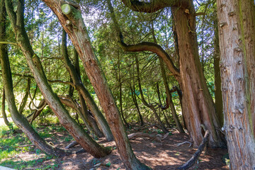 Alter Baum im Park von Schloss Rosendael, Niederlande