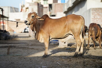 Beautiful cow is standing for sale in the market for the sacrifice feast of Eid 2022