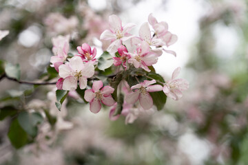 Fototapeta na wymiar apple tree and apple blossom in spring