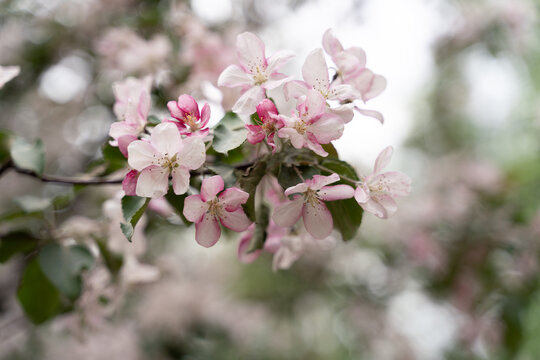apple tree and apple blossom in spring © NataliaSo