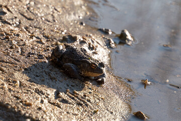 toad sits on the sand