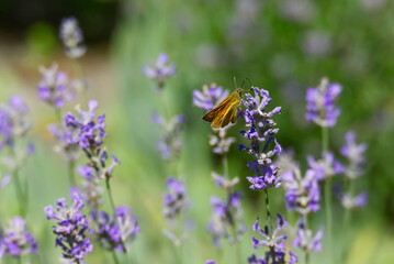 Large Skipper butterfly (Ochlodes sylvanus) perched on lavender plant in Zurich, Switzerland