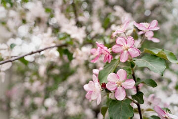 apple tree and apple blossom in spring