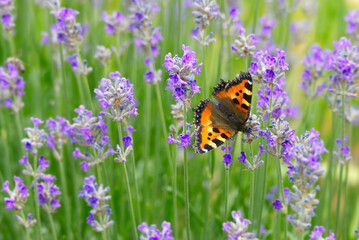 Small tortoiseshell butterfly (Aglais urticae) perched on lavender plant in Zurich, Switzerland
