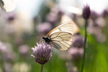 Butterfly Aporia crataegi on flowers of chives