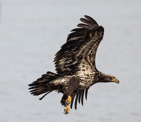 Seabeck Bald Eagles