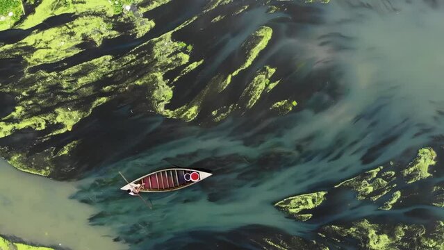 Boating through algae covered river in Bangladesh. Explore tranquil river waters as people guide their boats through a serene landscape covered with green algae resembling reeds