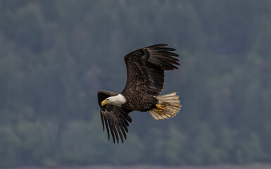 Seabeck Bald Eagles