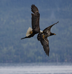 Seabeck Bald Eagles