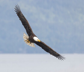 Seabeck Bald Eagles