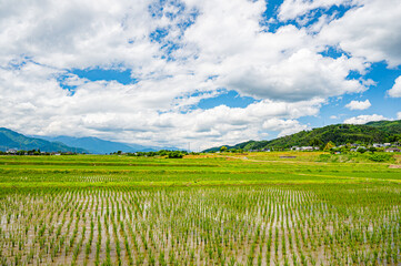 Obraz premium 初夏のさわやかな田園風景 北アルプス方面