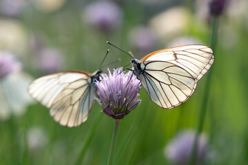 Butterfly Aporia crataegi on flowers of chives
