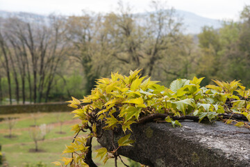 Beautiful climbing ivy on a wall