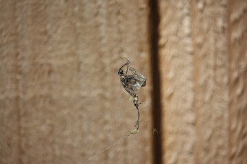 Small and delicate, brown, damsel flies attempting to evade spiders and hanging from surfaces within the garden in Hertford, Hertfordshire, England