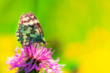 Butterfly - close up view