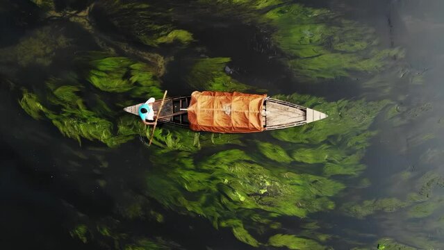 Boating through algae covered river in Bangladesh. Explore tranquil river waters as people guide their boats through a serene landscape covered with green algae resembling reeds