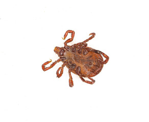 encephalitis tick isolated on white background