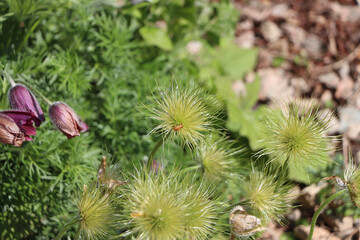 Enjoying the sights and smells of the pines and flower's in the parks around Badenweiler in the...