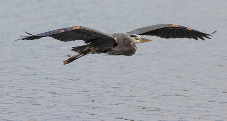 Seabeck Great Blue Herons