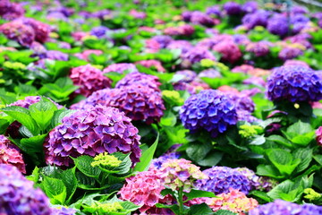 beautiful scenery of blooming Hydrangea(Big-leaf Hyrdangea) flowers,many colorful Hydrangea flowers blooming in the garden at sunny summer