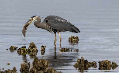 Seabeck Great Blue Herons