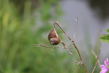 Small creatures exploring the macro wilderness of gardens in Hertfordshire, England