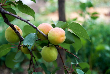 Apricot tree branches with fruits and leaves