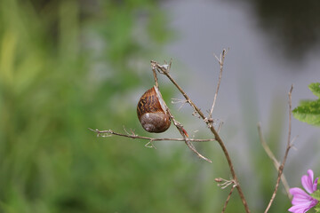 Small creatures exploring the macro wilderness of gardens in Hertfordshire, England