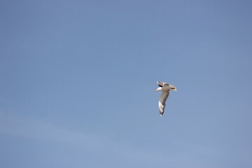 Obraz premium Goéland