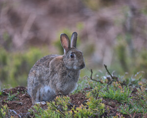 European rabbit on the woodland floor looking for food.