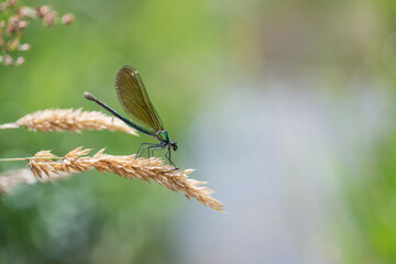 dragonfly on a twig