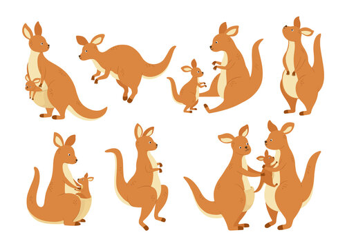 Cartoon kangaroo family. Mother wallaby with baby in bag, Australia marsupial animal and kangaroos in different poses vector illustration set