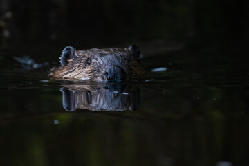North American beaver (Castor canadensis)  - obrazy, fototapety, plakaty