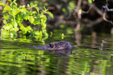 North American beaver (Castor canadensis) 