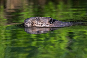 North American beaver (Castor canadensis)  © Mircea Costina