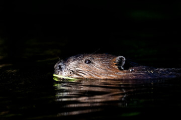 North American beaver (Castor canadensis) 